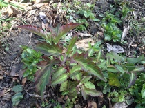 More plant id please?