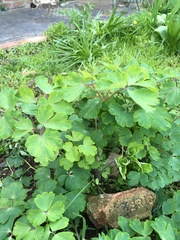 To ask what these plants are?