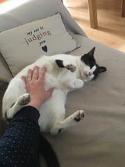 Why do you love cats?