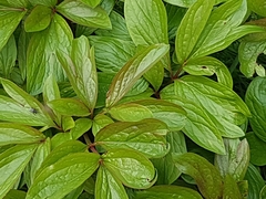 Any ideas?