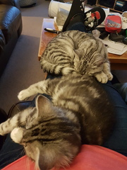 What's your dcat doing today?