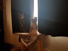 What's your dcat doing today?