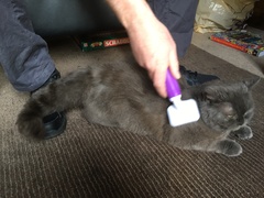 What's your dcat doing today?
