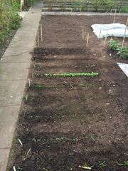 Allotment/Veg Patch -Thread  8 - Its spring - time to get busy!