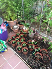 Allotment/Veg Patch -Thread  8 - Its spring - time to get busy!