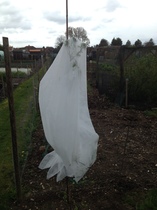 Allotment/Veg Patch -Thread  8 - Its spring - time to get busy!