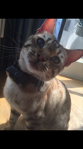 Snow lynx Bengal cat - anyone interested?