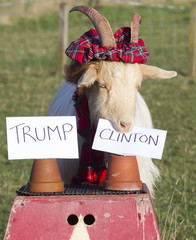 AIBU to want my goat?