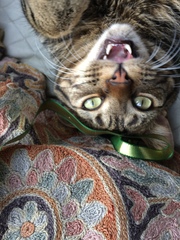 What's your dcat doing today?