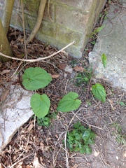 Plant ID help?