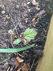 Plant ID help