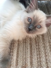 Devastated over the loss of my boy
