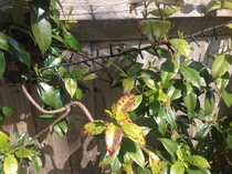Star Jasmine with brown spots
