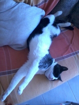Are black and white male moggies generally friendly?