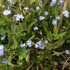 Is this a weed?