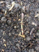 Allotment/Veg Patch Thread 9 - Spring is sprung, its getting really busy!