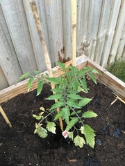 What killed my tomato plant? 🌱