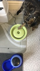 What's your DCat up to today? Pt 2