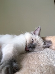 Devastated over the loss of my boy