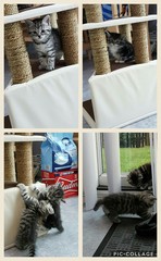 What's your dcat doing today?