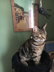 What's your DCat up to today? Pt 2