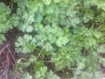 Are these weeds or will they have flowers?
