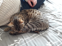 New rescue kitty home and without a name