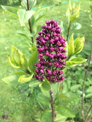 Can anyone identify these different plants?