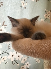 Devastated over the loss of my boy
