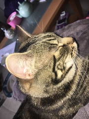 What's your DCat up to today? Pt 2