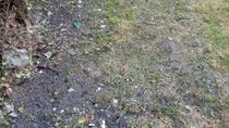 I think gardener has destroyed my garden. will it recover