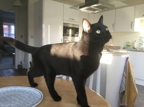 My new cat!