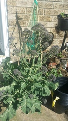 Allotment/Veg Patch -Thread  8 - Its spring - time to get busy!