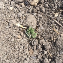 Allotment/Veg Patch Thread 9 - Spring is sprung, its getting really busy!