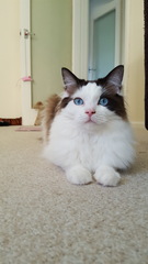 Devastated over the loss of my boy
