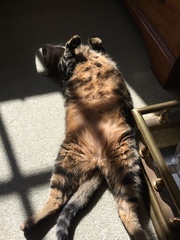 What's your dcat doing today?