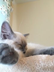 Devastated over the loss of my boy