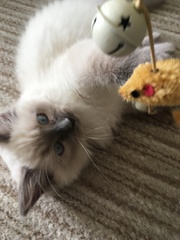 Devastated over the loss of my boy