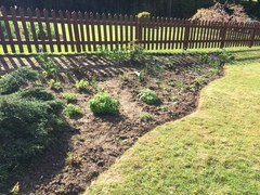 Small evergreens for this bed
