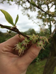 Allotment/Veg Patch -Thread  8 - Its spring - time to get busy!