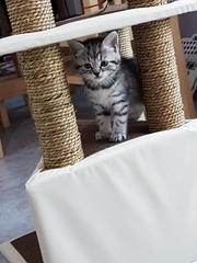 We've adopted a kitten!