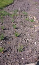 Allotment/Veg Patch -Thread  8 - Its spring - time to get busy!