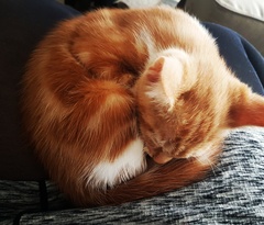 What's your dcat doing today?