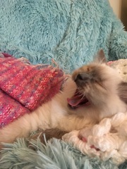 Devastated over the loss of my boy