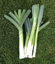 Allotment/Veg Patch -Thread  8 - Its spring - time to get busy!