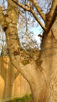What's wrong with my walnut tree?