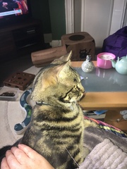 What's your DCat up to today? Pt 2