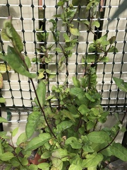 Plant identification!