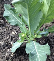 Allotment/Veg Patch -Thread  8 - Its spring - time to get busy!