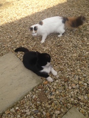 Toots has a friend!